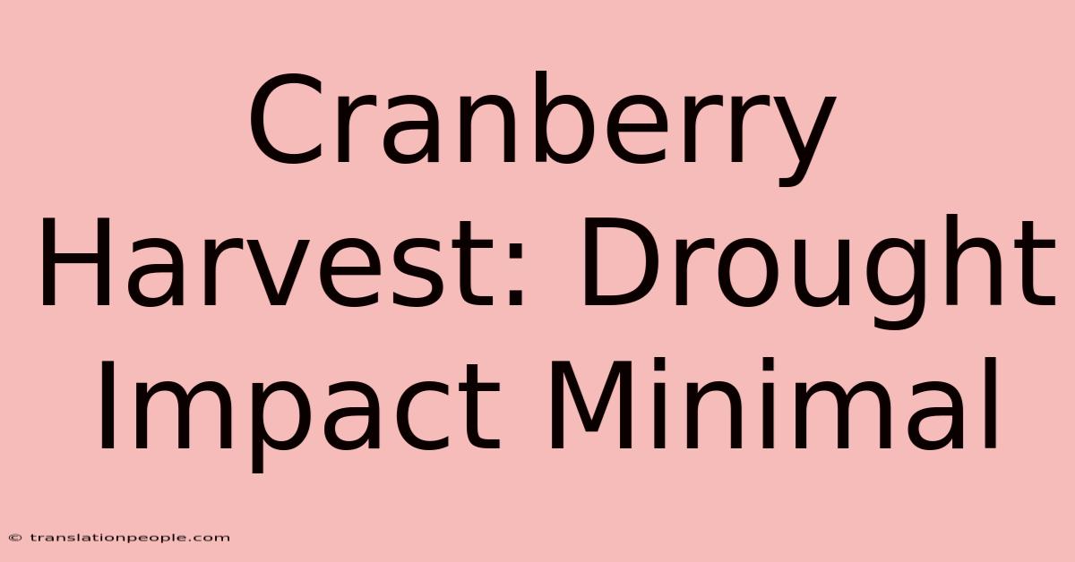 Cranberry Harvest: Drought Impact Minimal