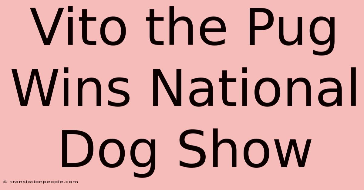 Vito The Pug Wins National Dog Show